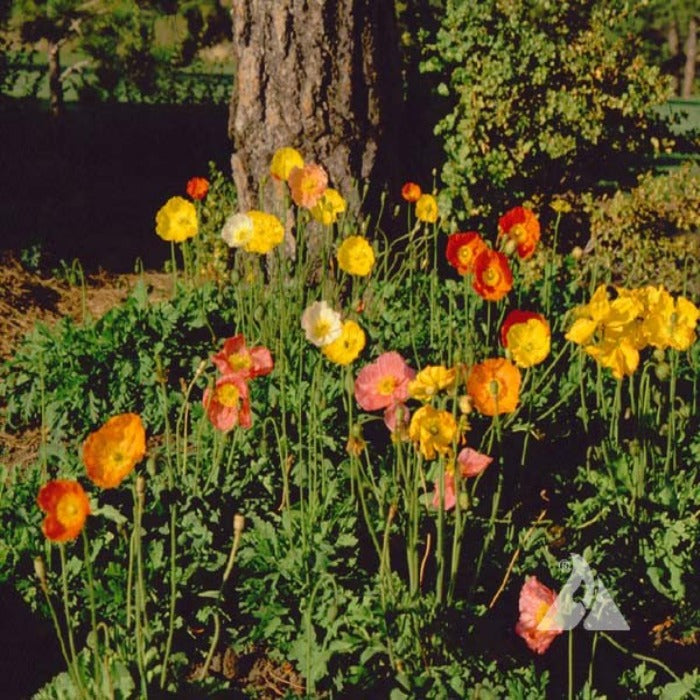 Icelandic poppies blooming in a garden setting, showcasing a mix of vibrant colors.
