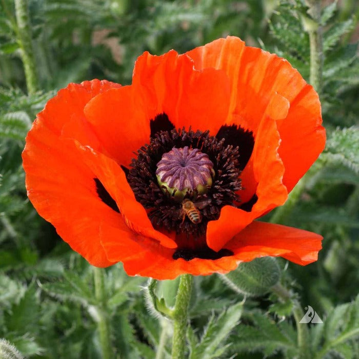 Vibrant orange Poppy, Oriental (Papaver orientale) blossom with bee, dark center.

