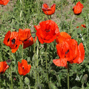 Vibrant red Oriental poppies blooming in a lush green garden.
