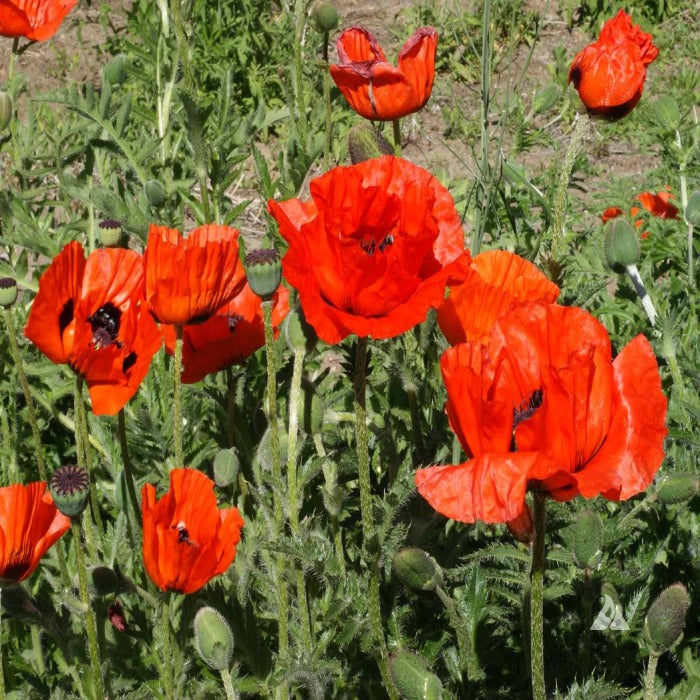 Vibrant red Oriental poppies blooming in a lush green garden.
