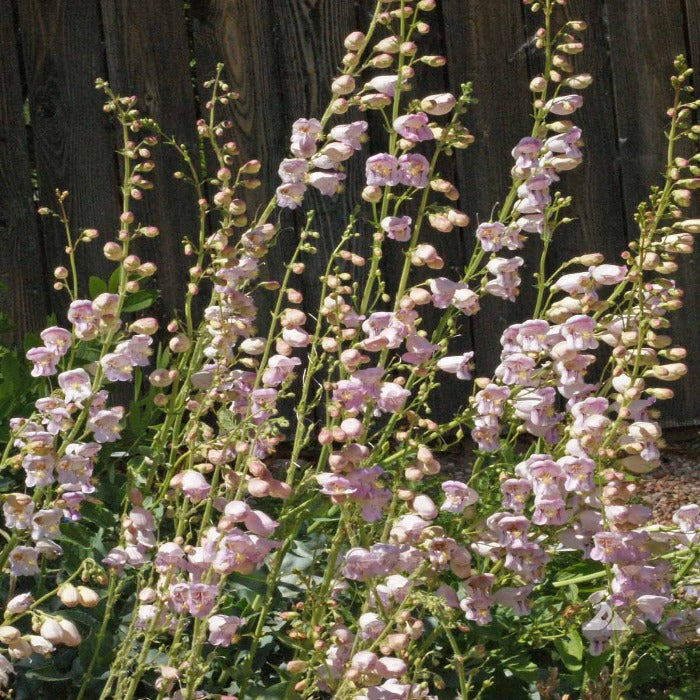 Light pink Penstemon palmeri blossoms in full bloom against a dark wood fence.
