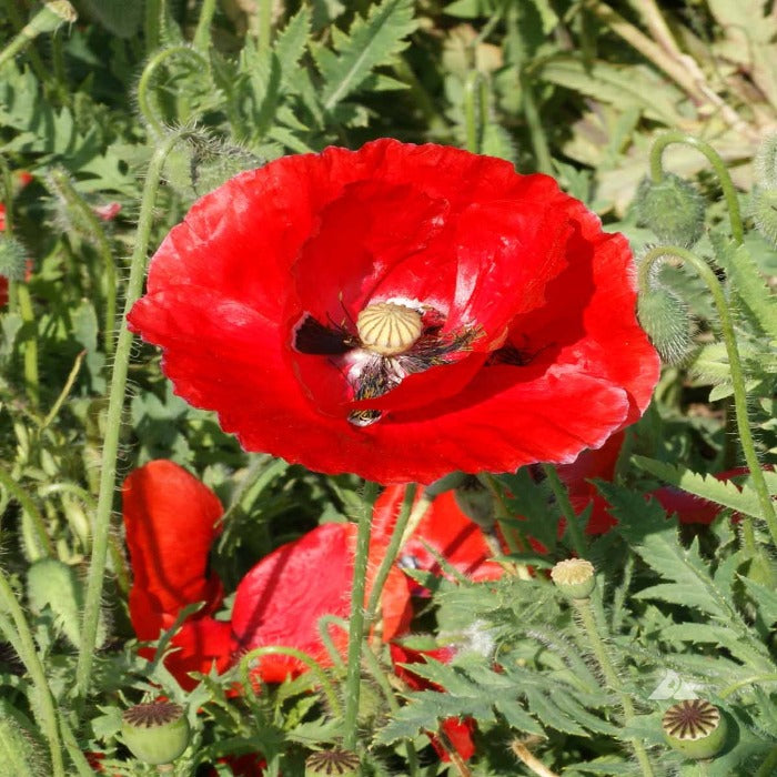 Vibrant red Poppy, Papaver rhoeas, blooming in a field.
