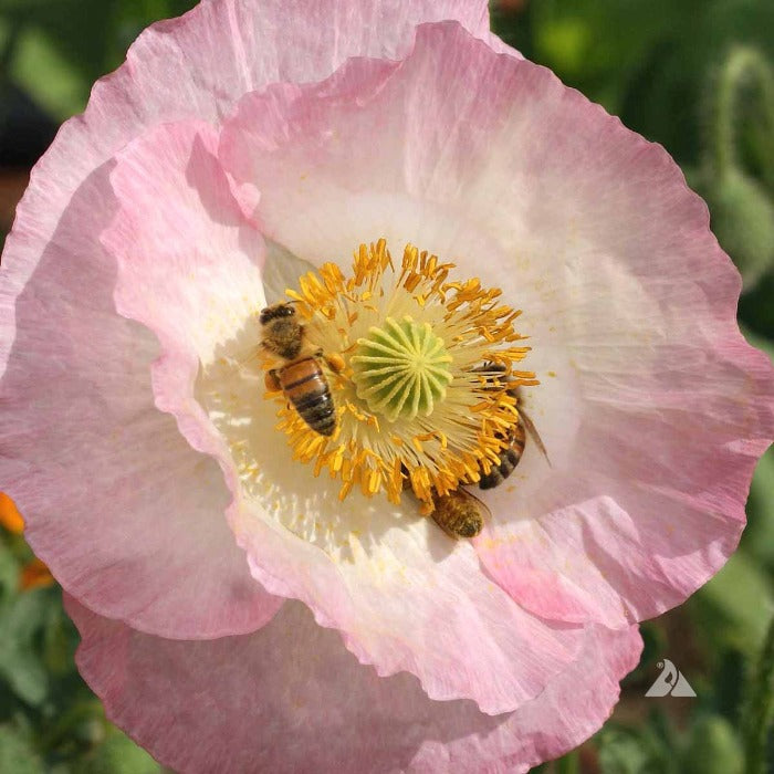 Honeybees pollinating a delicate pink poppy blossom.
