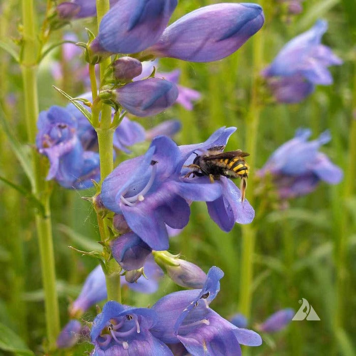 Bee pollinating vibrant purple Penstemon flowers in a garden setting.
