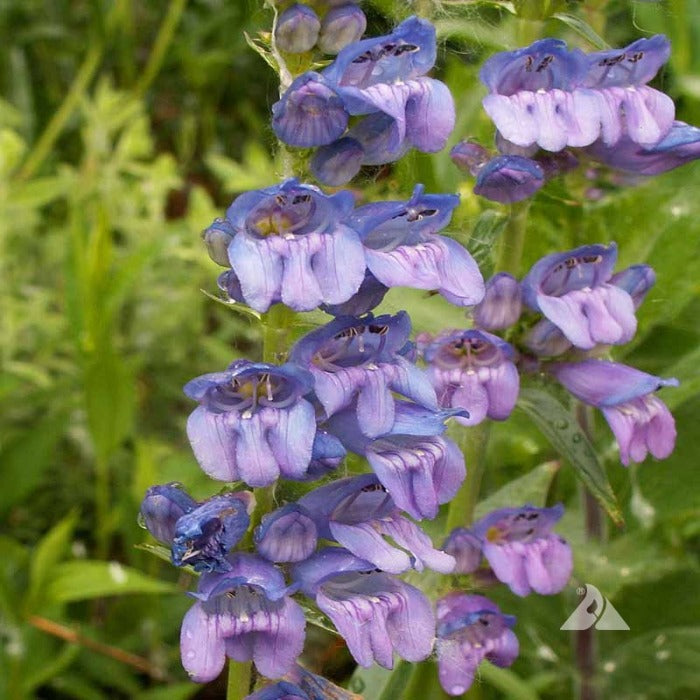 Close-up of delicate lavender Penstemon flowers, showcasing their unique shape and vibrant color against a blurred green background.
