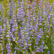 Dense cluster of light purple Penstemon flowers in a garden setting.
