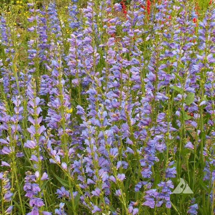 Dense cluster of light purple Penstemon flowers in a garden setting.
