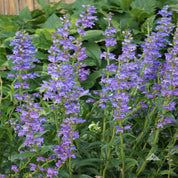 Penstemon 'Rocky Mountain' (Penstemon strictus): Vivid purple flowers on tall stems, perfect for adding height and color to your garden.
