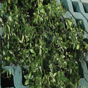Lush green groundcover planted in teal permeable paving.
