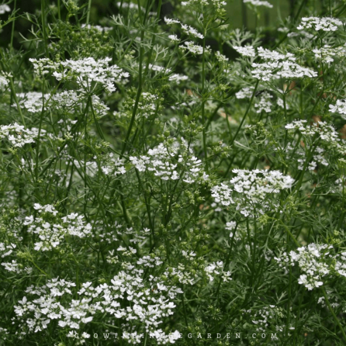 Cilantro (Coriandrum sativum) plant with delicate white flowers, lush green foliage.
