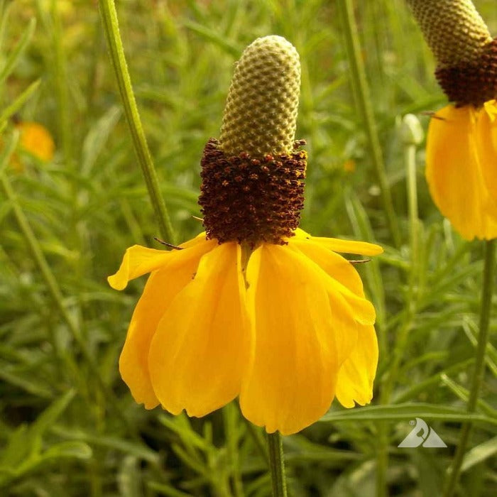 Prairie Coneflower (Ratibida columnifera): Vibrant yellow petals, dark brown center, tall green stem.

