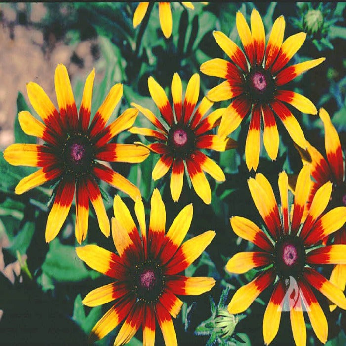 Daisy, Gloriosa (Rudbeckia hirta): vibrant red and yellow flowers
