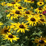 Black-Eyed Susan (Rudbeckia hirta) flowers: Vibrant yellow petals, dark brown centers, lush green foliage.
