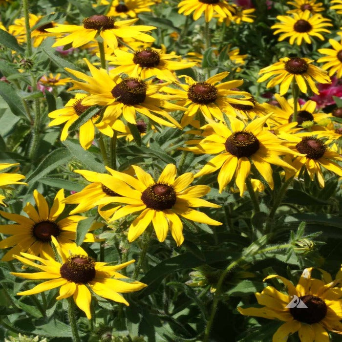 Black-Eyed Susan (Rudbeckia hirta) flowers: Vibrant yellow petals, dark brown centers, lush green foliage.

