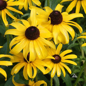 Vibrant yellow Black-Eyed Susan flowers in full bloom, showcasing dark brown centers.
