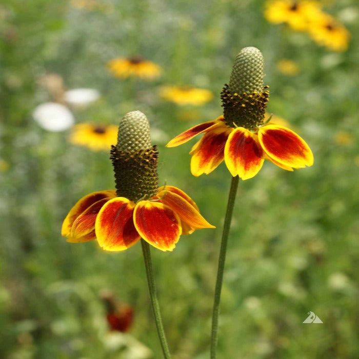 Close-up of two vibrant Mexican hat wildflowers, showcasing their unique yellow and red petals against a blurred green background.

