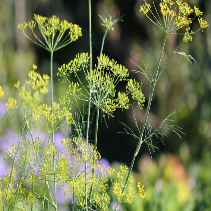 Dill (Anethum graveolens) herb plant with delicate yellow flowers
