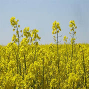 Vibrant yellow cover crop blossoms in a sprawling field under a clear sky.
