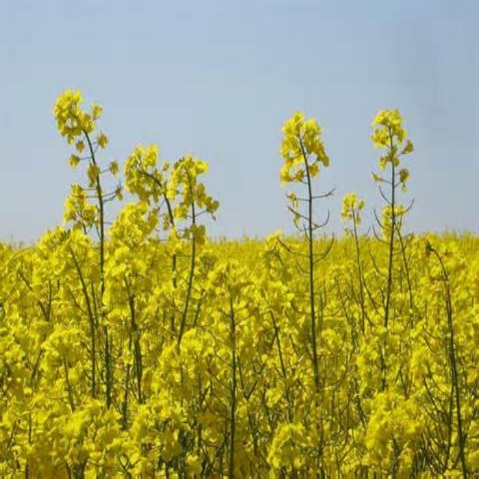Vibrant yellow cover crop blossoms in a sprawling field under a clear sky.
