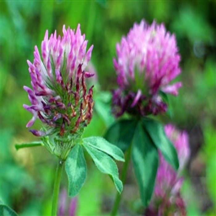 Organic Red Clover Seed: Vibrant pink blossoms, ready for planting.
