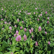Field of blooming organic red clover seeds.
