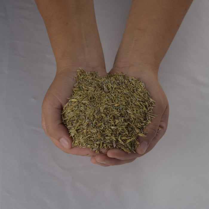 Rivendell's Native Low Grow Seed Mix:  A handful of premium grass seed for a lush, low-maintenance lawn.

