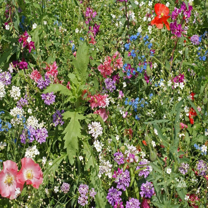 Vibrant wildflower mix showcasing pink, purple, blue, and white blooms in a lush green garden setting.
