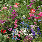Vibrant wildflower mix in pink, purple, blue, and red blooms.
