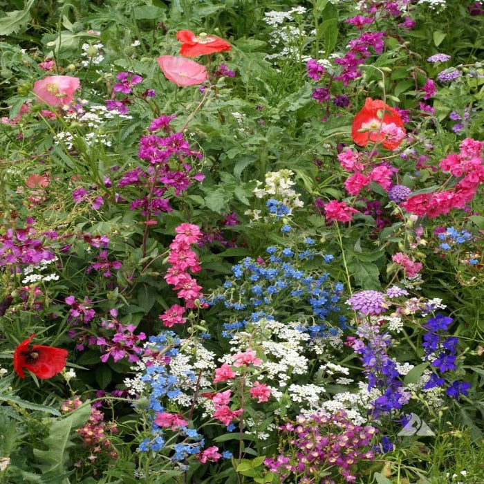 Shade Mix wildflower seed blend: vibrant pink, purple, blue, and red blooms for a colorful garden.
