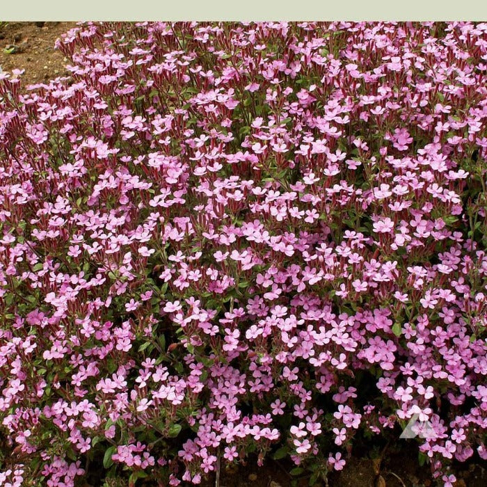 Dense cluster of light pink Soapwort flowers in full bloom.
