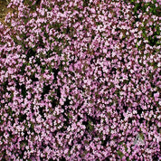 Dense carpet of delicate light pink Soapwort blossoms.
