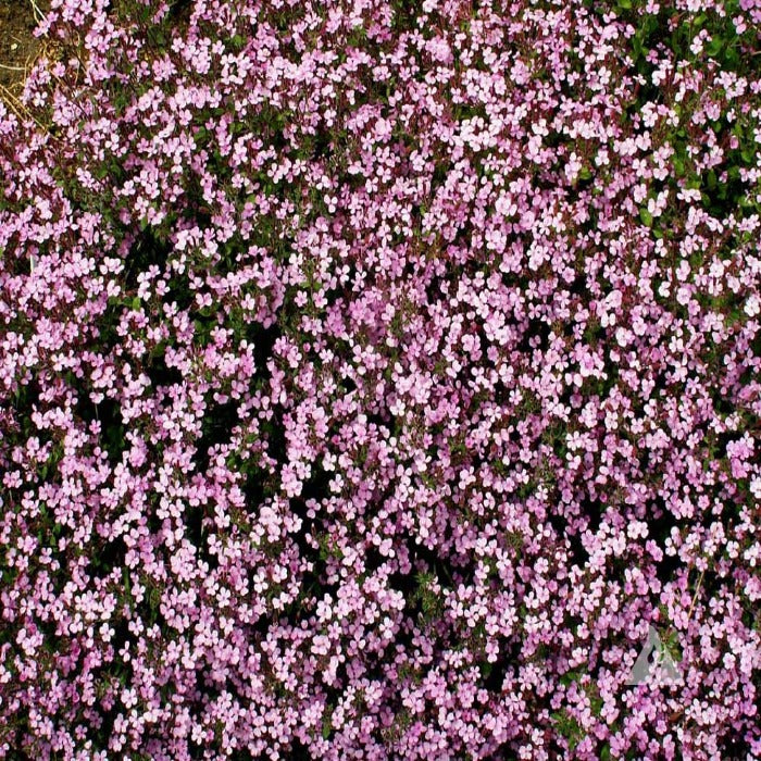 Dense carpet of delicate light pink Soapwort blossoms.
