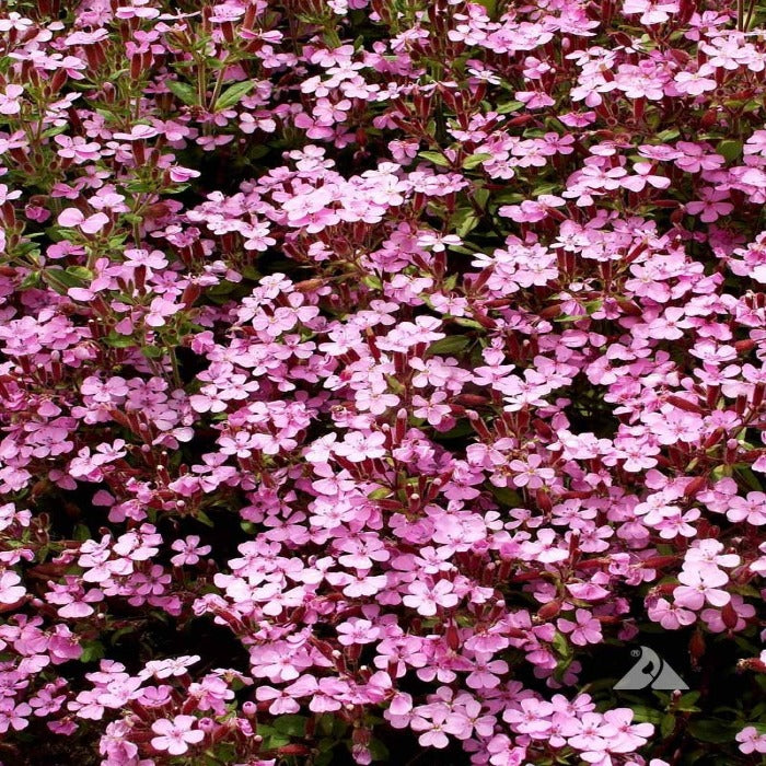 Dense cluster of light pink Soapwort flowers, showcasing their delicate petals and vibrant color.
