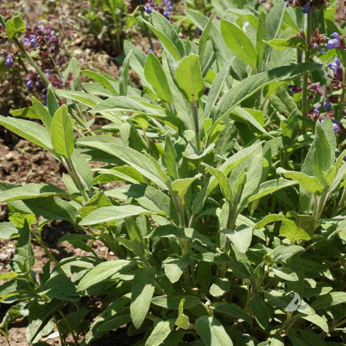 Sage (Salvia officinalis) herb plant, lush green leaves, ideal for culinary and medicinal uses.
