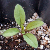 Soapwort seedling sprouting in a pot, displaying vibrant green leaves.
