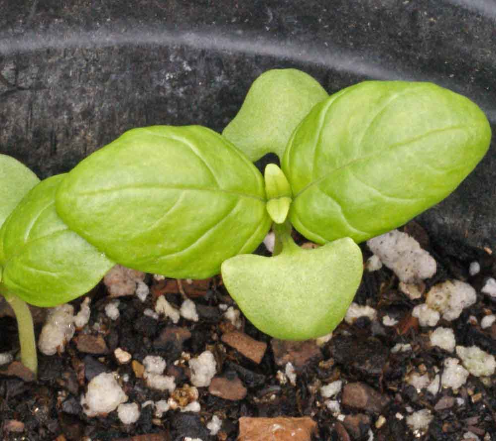 Young Genovese basil sprout in potting soil.
