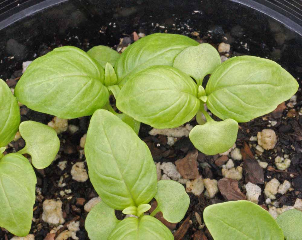 Young Italian large leaf basil plants sprouting in dark potting soil.
