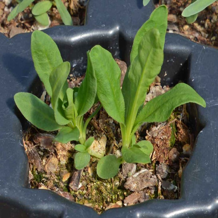 Sweet William seedlings sprouting in a dark gray container, nestled in soil and wood chips.
