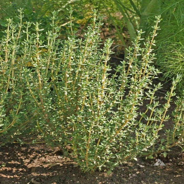 Winter Thyme (Thymus vulgaris) herb plant
