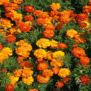 Vibrant orange and yellow French marigolds blooming in a lush green garden bed.

