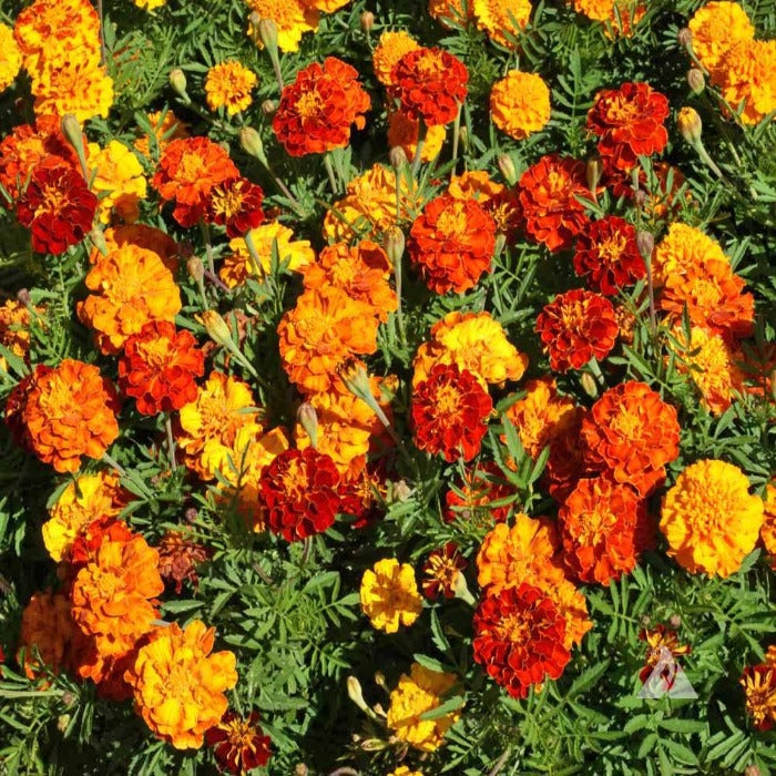Marigold, French - Sparky Mix (Tagetes patula): Vibrant orange and yellow flowers in a lush mix for stunning garden displays.
