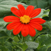 Vibrant red Mexican Sunflower (Tithonia rotundifolia) with a golden center.

