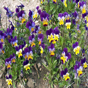 Vibrant purple and yellow horned pansies blooming outdoors in a garden bed.
