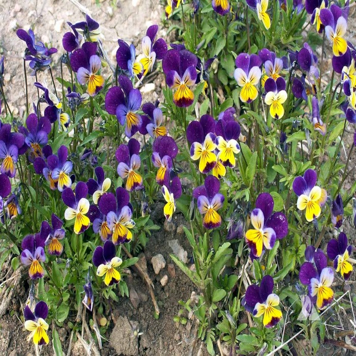 Vibrant purple and yellow horned pansies blooming outdoors in a garden bed.
