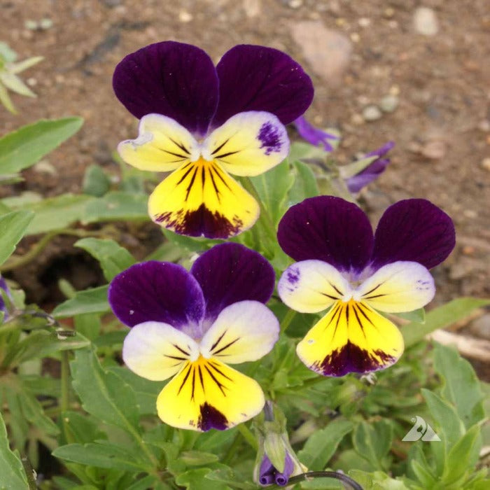 ‘Helen Mount’ Pansy/Johnny Jump-up (Viola cornuta): Vibrant purple and yellow flowers.
