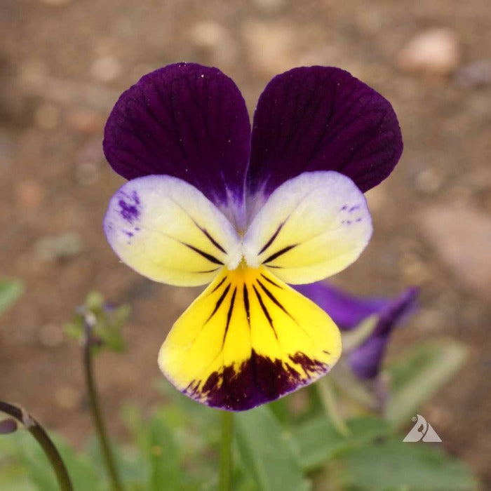 Close-up of a vibrant yellow and purple horned pansy blossom.

