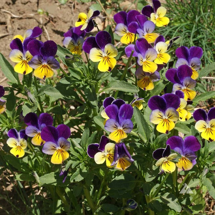 Vibrant purple and yellow horned pansies blooming outdoors.
