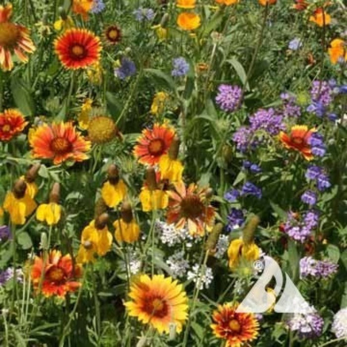 Western Value Mix wildflower seeds: vibrant blend of red, orange, yellow, & purple flowers for sunny gardens.
