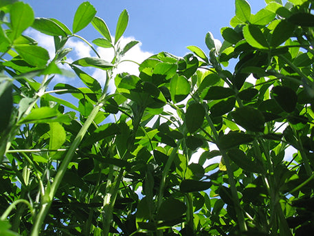 Ladak Alfalfa: Lush green alfalfa plants reaching towards a sunny blue sky.
