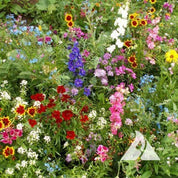 Annuals for Sun Mix: Vibrant, colorful mix of sun-loving flowers for a stunning garden display.
